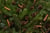 christmas-tree-1